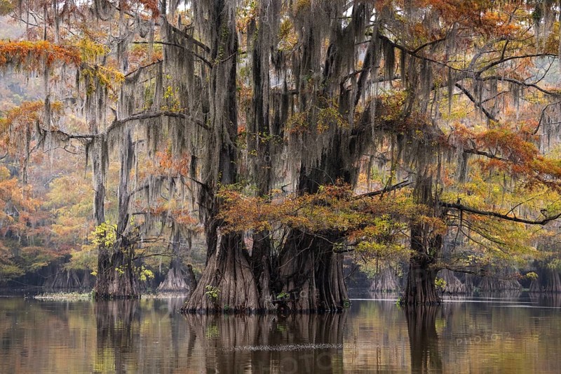 Bald cypresses