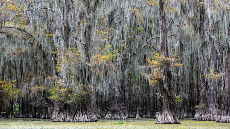 Bald cypresses