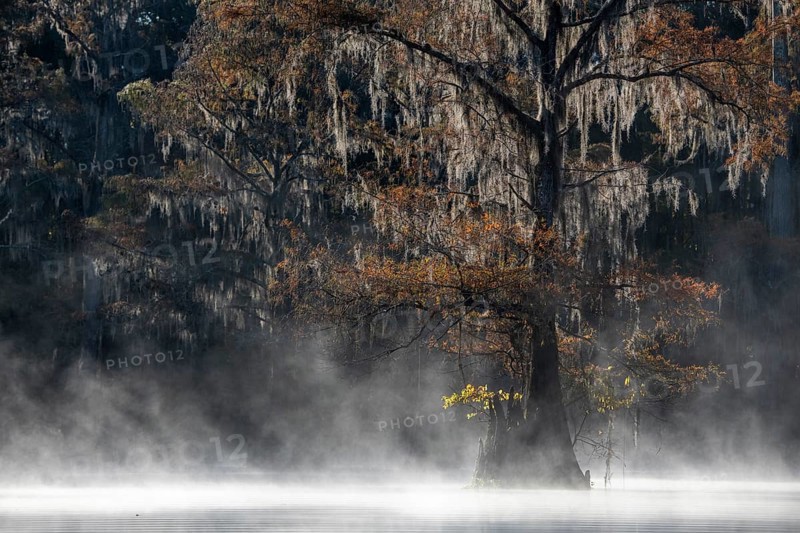 Bald cypress