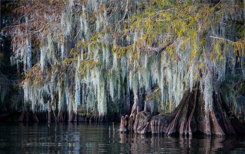 Bald cypress