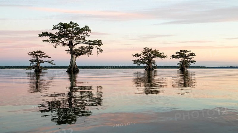 Bald cypresses