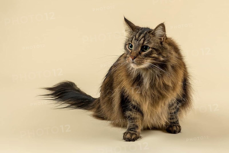 Norwegian Forestcat