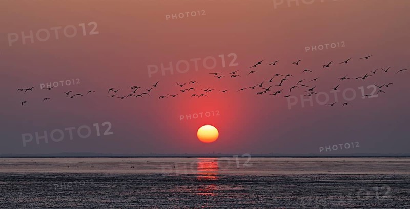 Bird flock flying wild geese