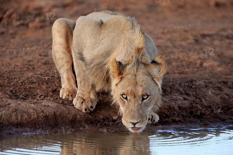Kalahari lion