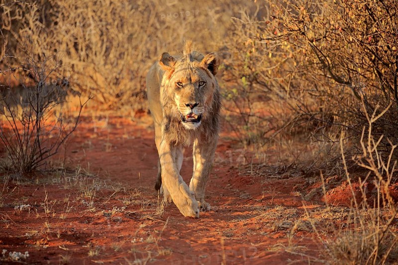 Lion