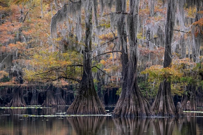 Bald cypresses