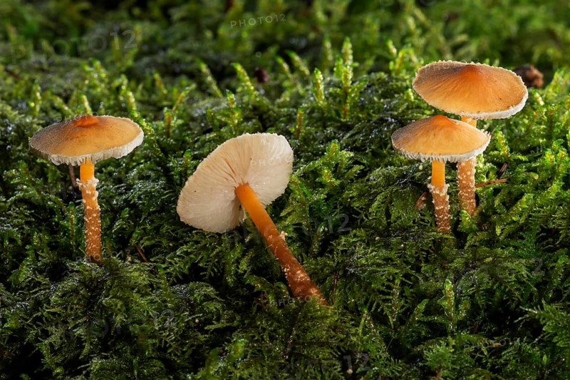 Saffron parasols