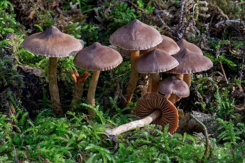 Telamonia