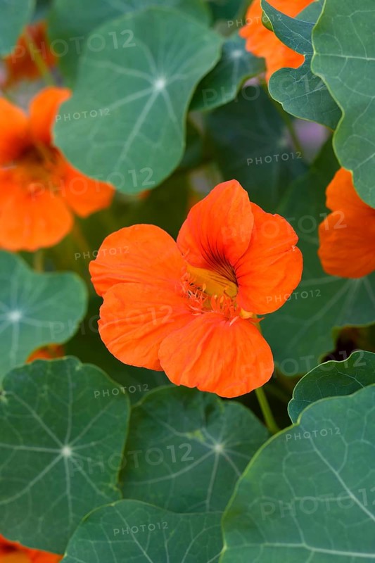 Orange flowering nasturtium