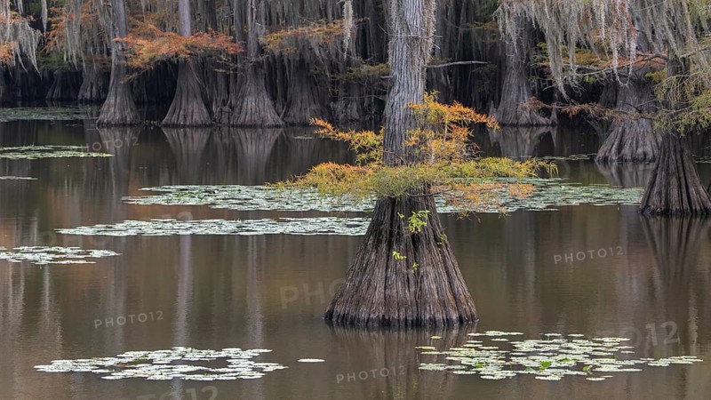 Bald cypresses