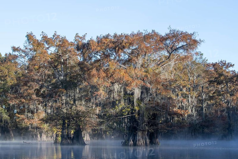 Bald cypresses