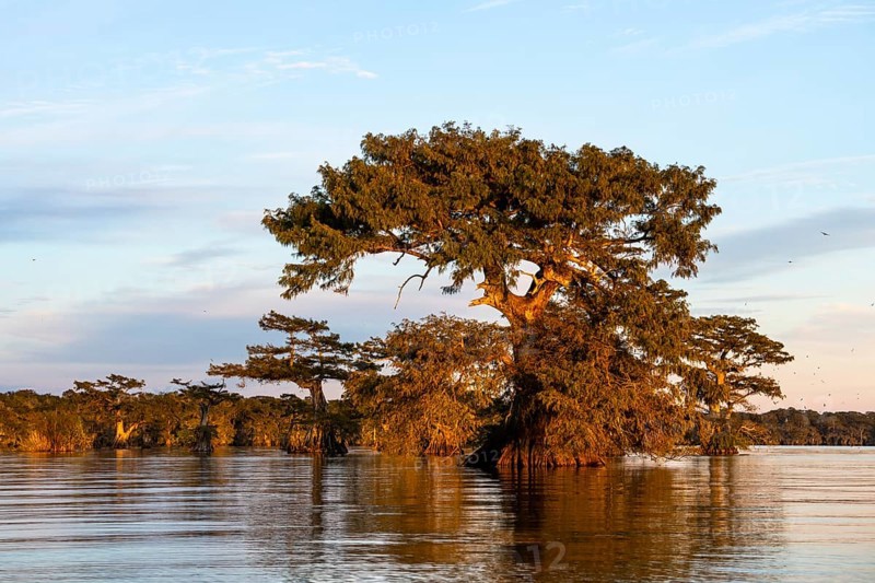 Bald cypresses