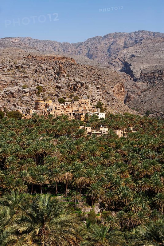 Palm grove