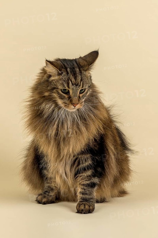 Norwegian Forestcat