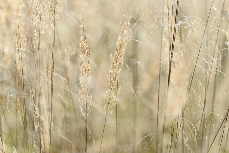 Small reeds