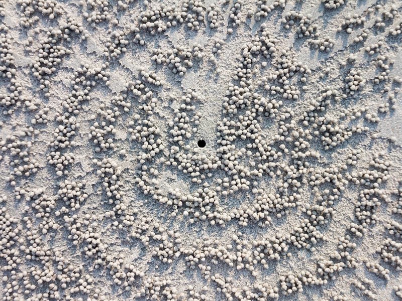 Crab hole in the sand