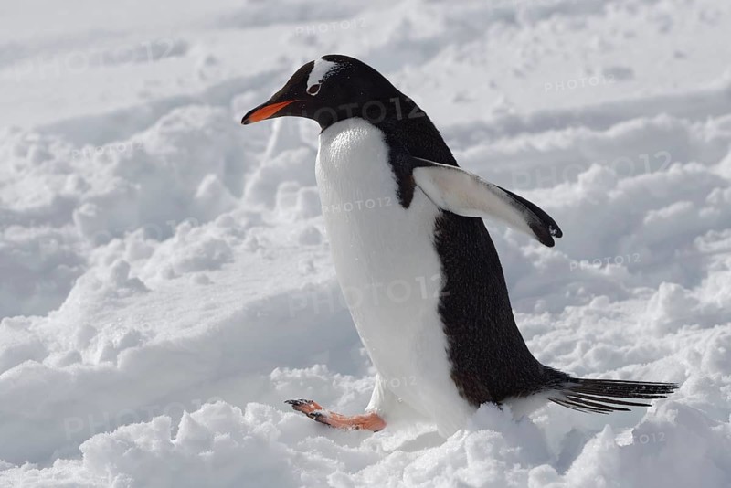 Gentoo penguin
