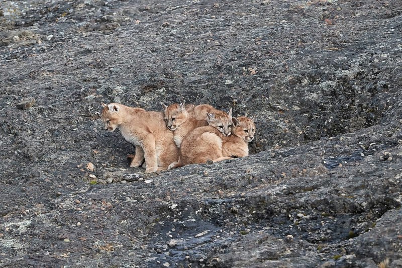 Cougars