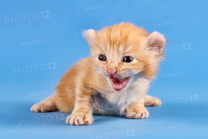 Breedcat American Curl (Felis silvestris catus)
