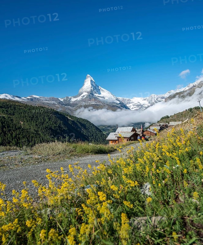 Yellow flowers in bloom in front of snow-covered Matterhorn