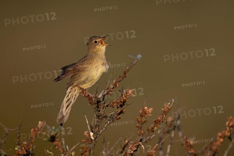 Common Grasshopper Warbler (Locustella naevia)