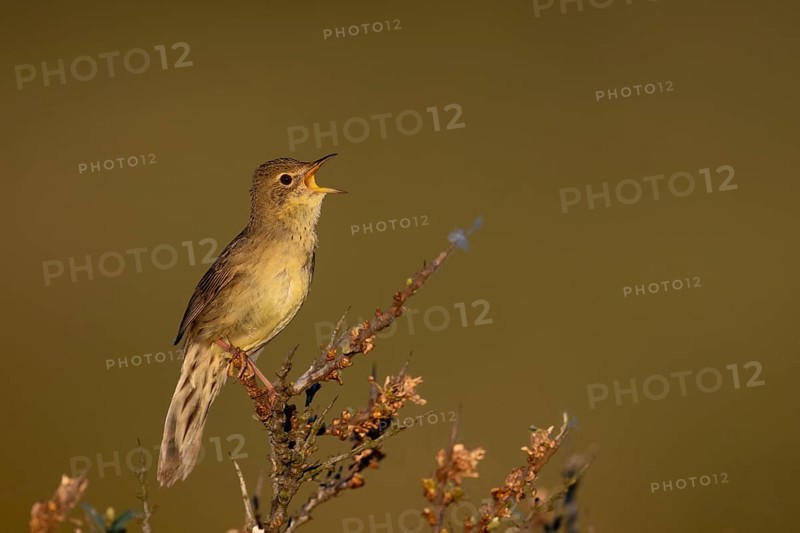 Common Grasshopper Warbler (Locustella naevia)