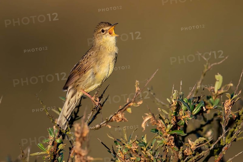 Common Grasshopper Warbler (Locustella naevia)