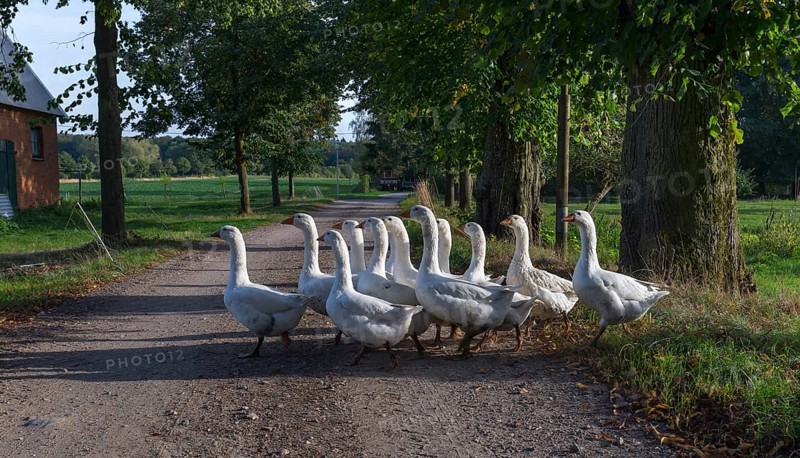 Geese (Anserinae) run on a field path