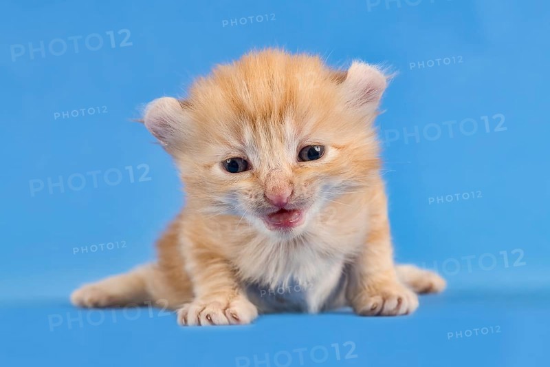 Breedcat American Curl (Felis silvestris catus)