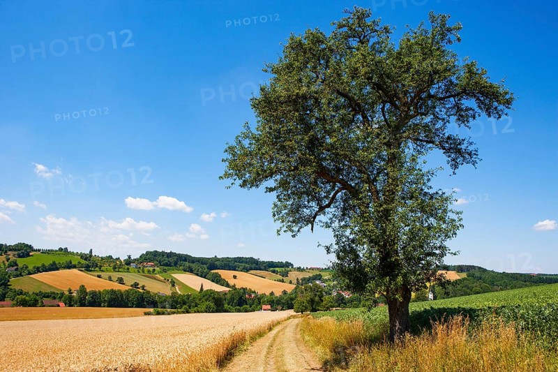 Grain fields