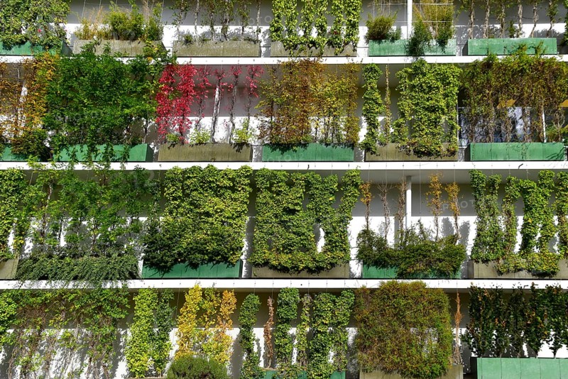 Greened house facade