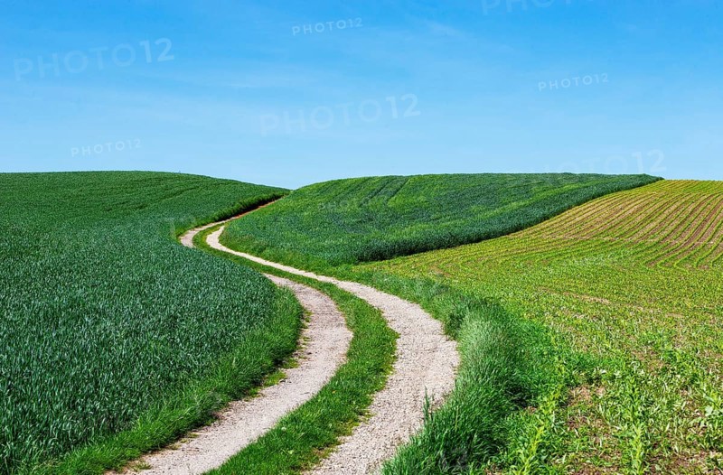 Curvy dirt road through agricultural landscape