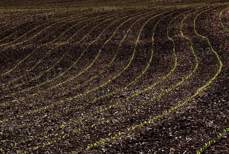 Germinating maize plants in rows