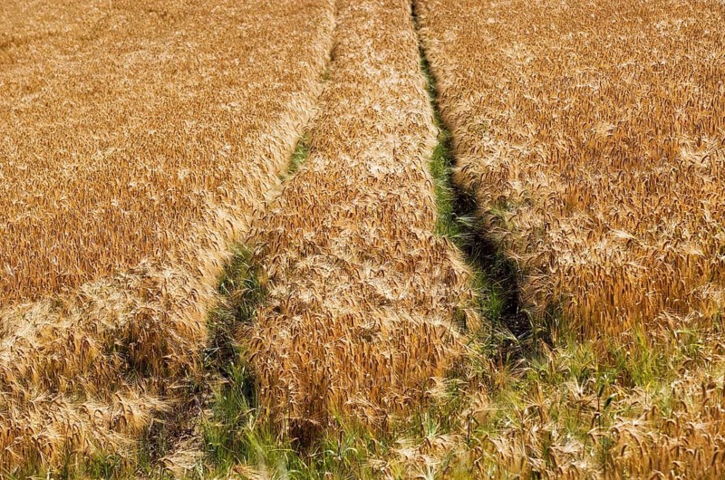 Grain field
