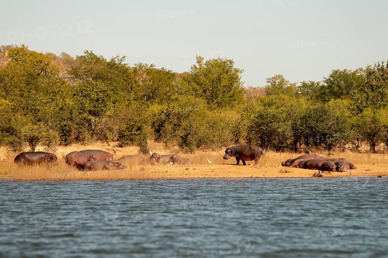 Hippos (Hippopotamus amphibius) on shore