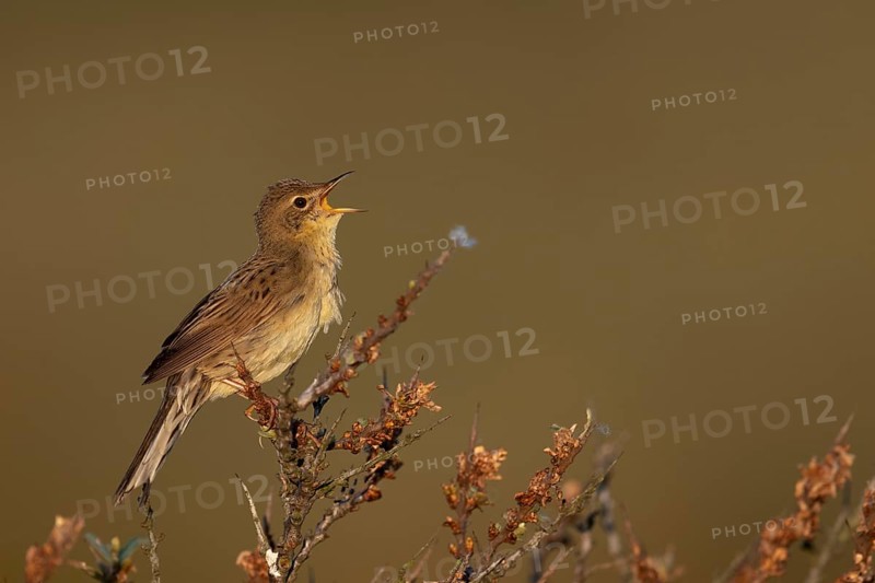 Common Grasshopper Warbler (Locustella naevia)