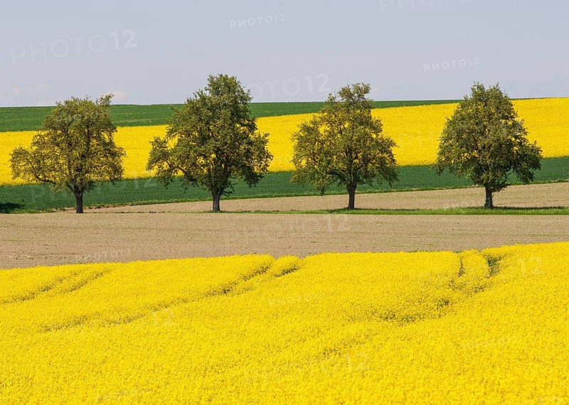 Trees between flowering rape fields