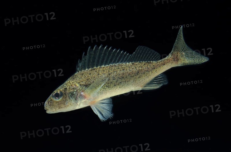 Eurasian ruffe (Gymnocephalus cernuus)