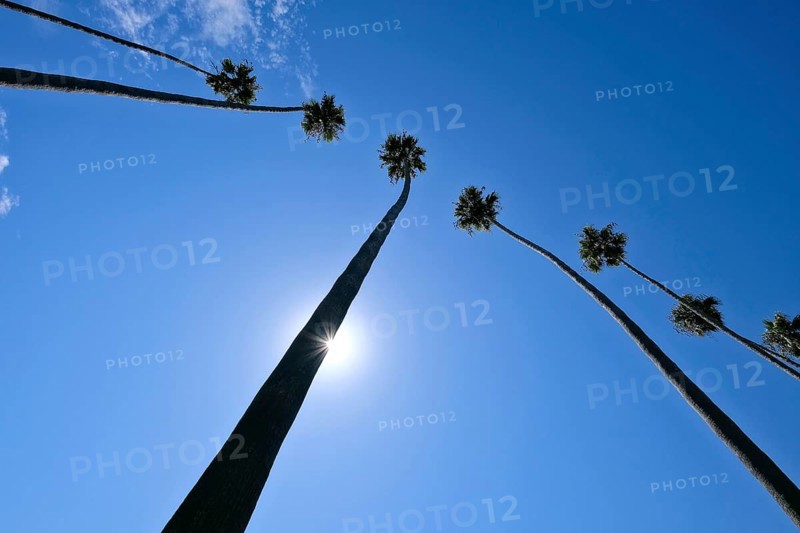 Palm trees and sun in front of a blue sky