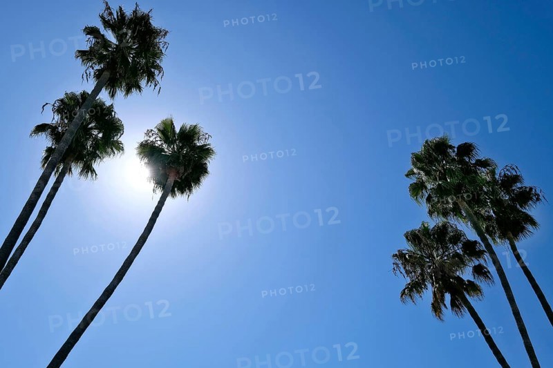 Palm trees and sun in front of a blue sky