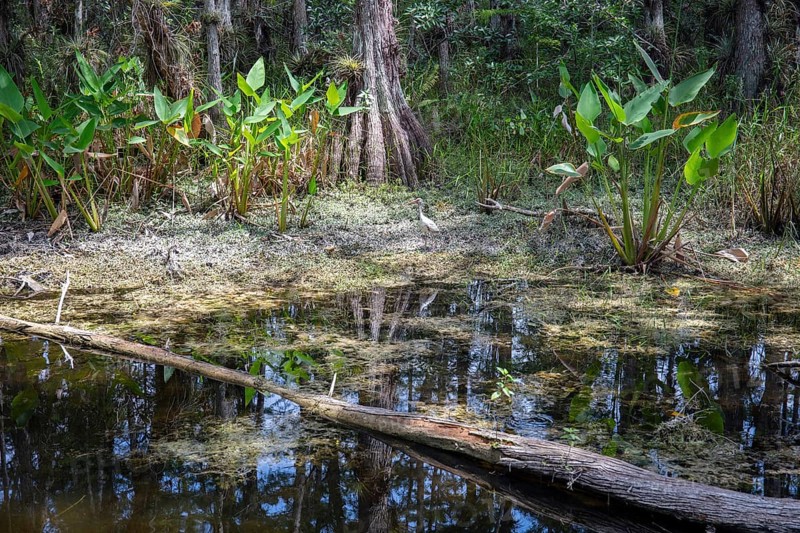 Bald Cypress trees (Taxodium distichum) in the swamp area