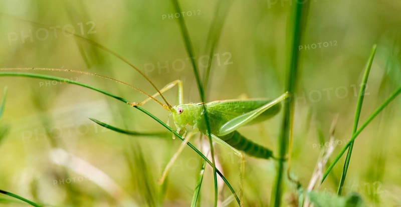 Southern oak bush cricket (Meconema meridionale) between blades of grass
