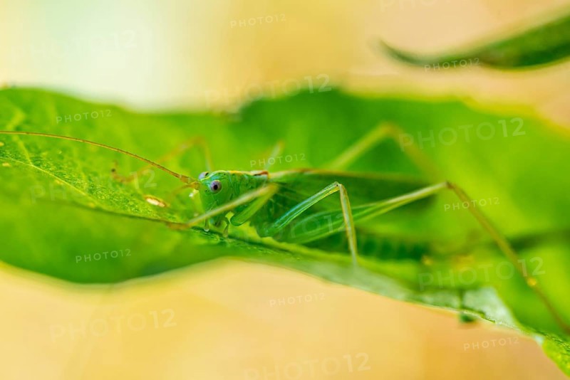 Southern oak bush cricket (Meconema meridionale) on leaf
