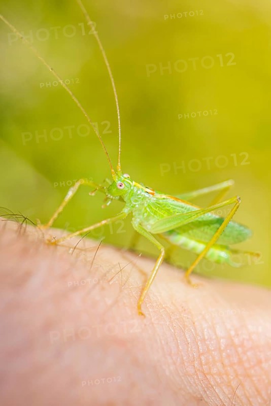Southern oak bush cricket (Meconema meridionale) on a hand