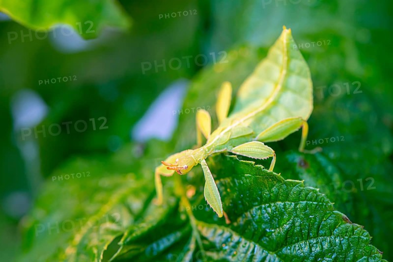 Leaf insect (Phyllium Bioculatum) on a leaf