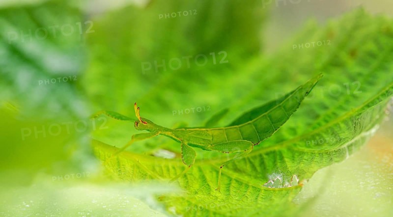 Leaf insect (Phyllium Bioculatum) on a leaf