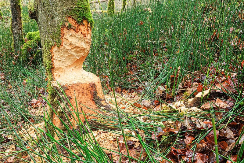 Beaver damage on a tree