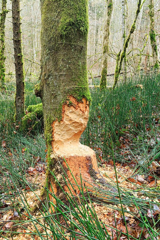 Beaver damage on a tree