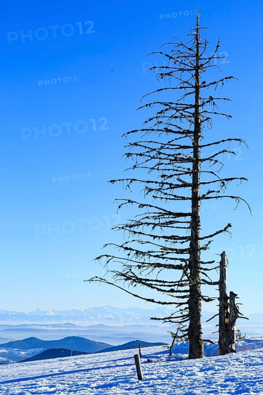 Dead tree in snow