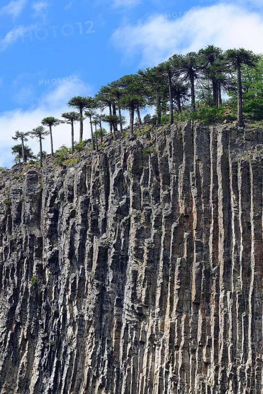 Araucarians (Araucariaceae) on basalt rock face